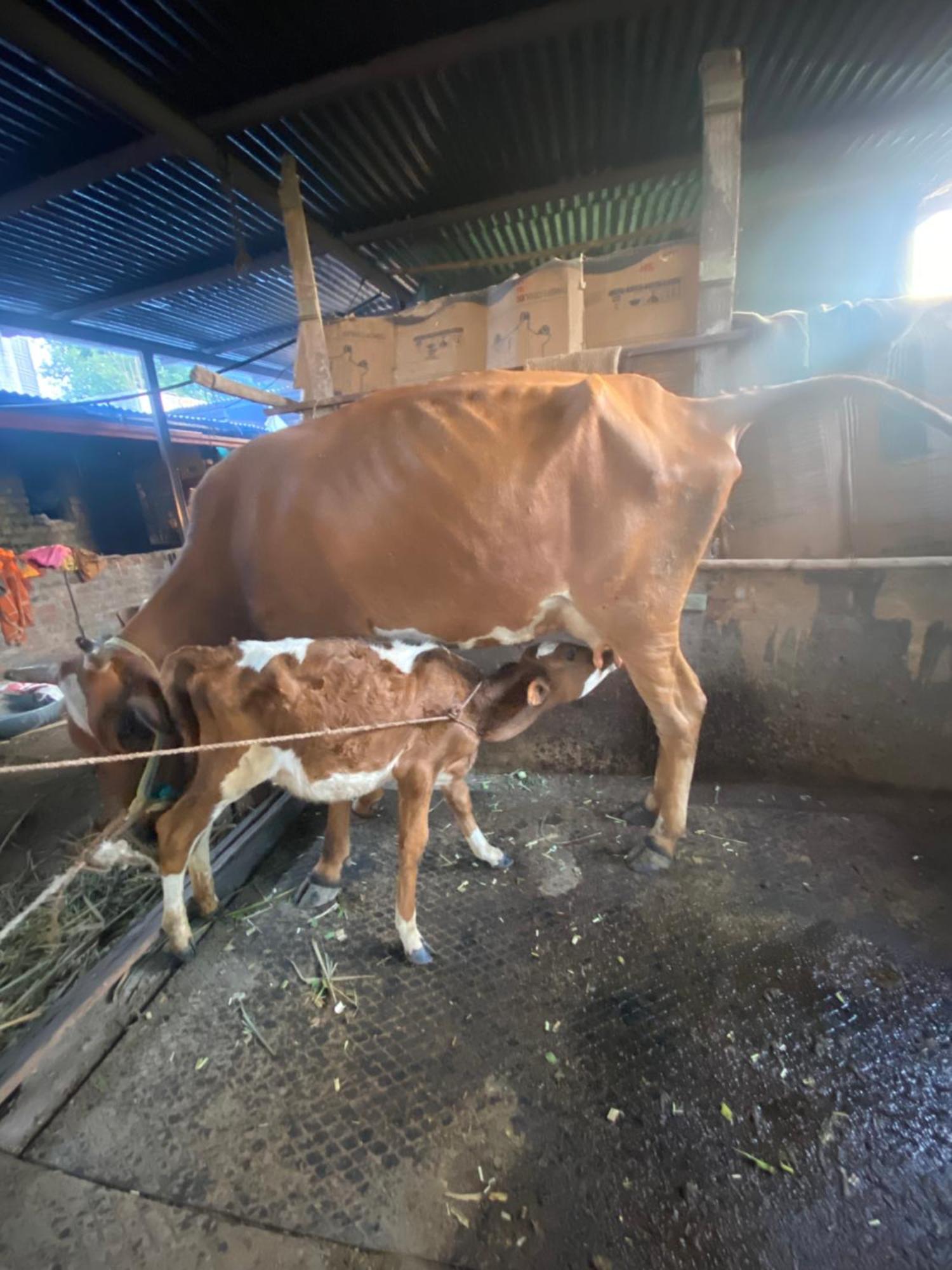 Ingawale Farmhouse 사타라 외부 사진